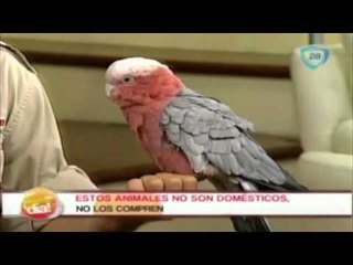 Africam Safari en el foro de Nuestro Día- 07 de octubre 2014