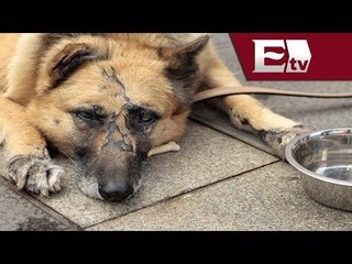 Castigan el maltrato animal en Guanajuato / Mariana H y Kimberly Armengol