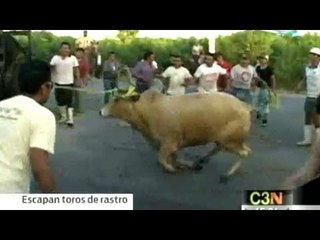 Fuga de toros causa susto en la calles de Mérida