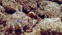 Bu yengecin ismi kum kabarcığı yengeci. Sahildeki kumların üzerindeki planktonlarla besleniyor. Kumlari filtreledikten sonra misket gibi muazzam bir şekilde ger