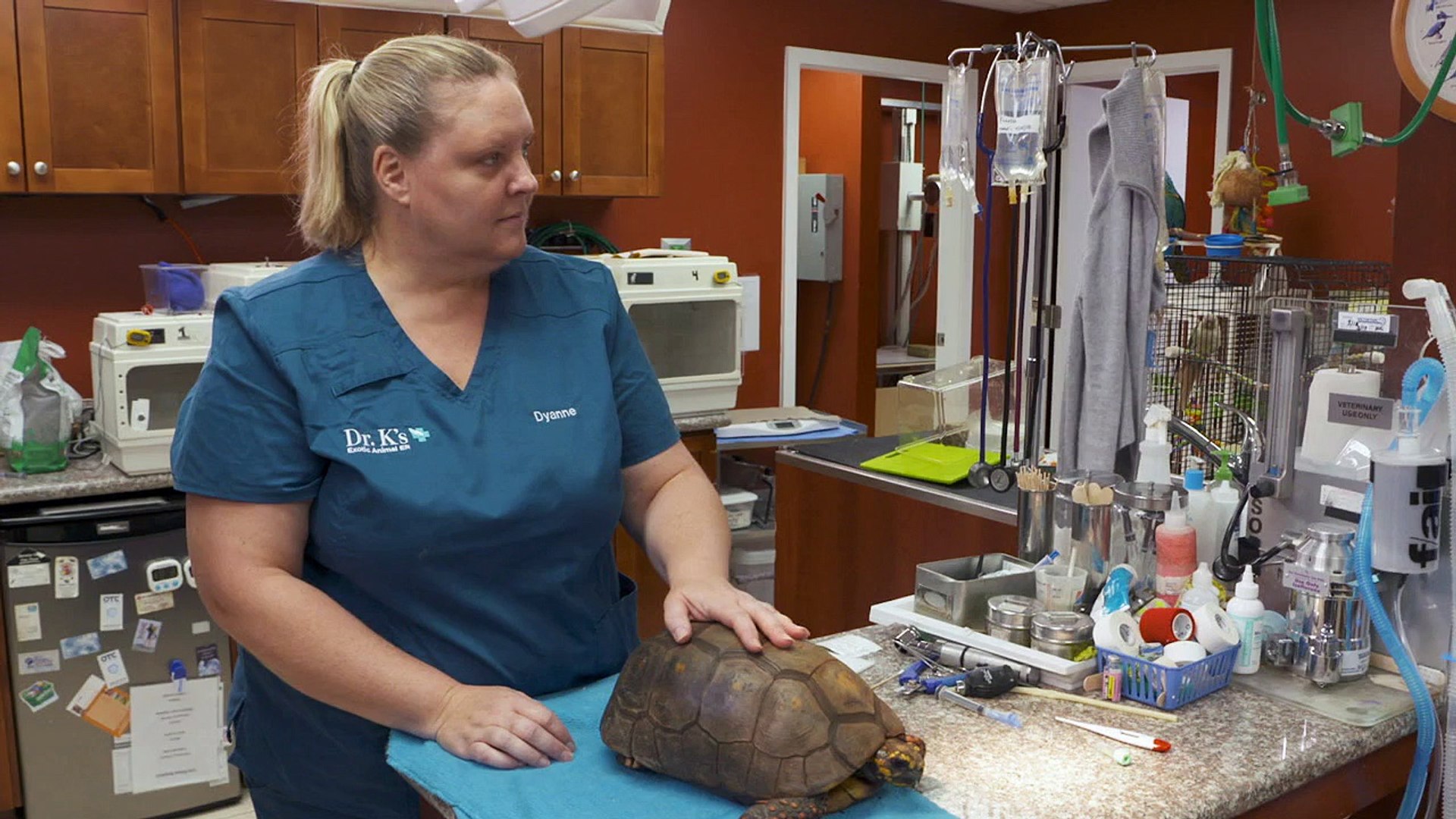 Dr Ks Exotic Animal Er S06e06 A Prickly Problem Web X264 Caffeine Dailymotion Video