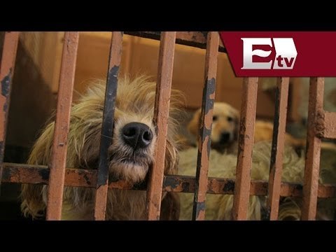 Muere mujer tras ataque de jauría en Aguascalientes / Kimberly Armengol