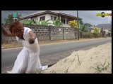 Latest Nigerian Nollywood Movies - Before My Wedding Day (Official Trailer)