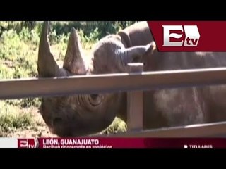 Zoológico de León presume un extinto rinoceronte negro/ Titulares de la tarde