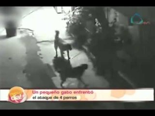 El gato más valiente del mundo, enfrenta a 4 perros // videos sorprendentes