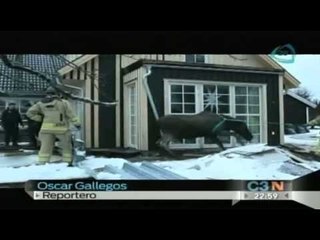 Cachorros caen a pozo mientras que un alce se da un chapuzón en agua helada