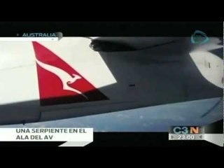 Encuentran serpiente pitón en pleno vuelo