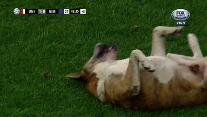 Cachorro sem vergonha interrompe jogo de futebol