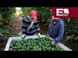 Detienen a extorsionador de aguacateros en Michoacán / Mario Carbonell