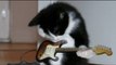 Gato canta rock/ Cat sings rock/ Gato rockero/ Gatos locos / Gatos chistosos