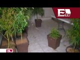 Desmantelan invernadero de marihuana en Zapopan, Jalisco/ Titulares de la tarde