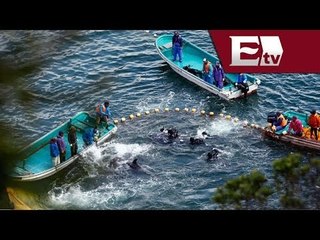 Repudio y desaprobación mundial por matanza de delfines en Japón/ Paola Barquet