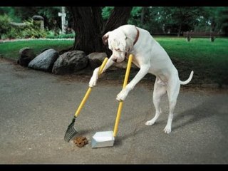 Cómo entrenar a mi mascota / How to train my pet