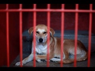 PGJDF exonera a 25 canes capturados en Iztapalapa por falta de pruebas