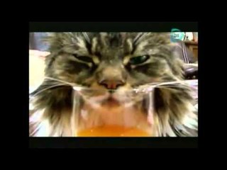 Lindo gatito duerme y ronca sobre un vaso