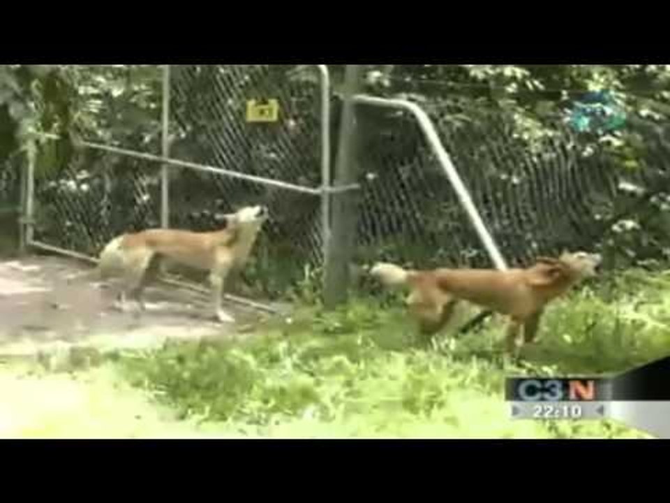 Encierran a perros en Chapultepec