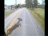 Animalito es atropellado por un camión de transporte público