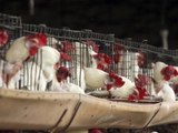 Sacrifican 280 mil aves en Encarnación de Díaz para controlar brote de influenza