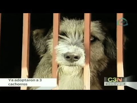 Adoptados los tres primeros cachorros del Cerro de la Estrella