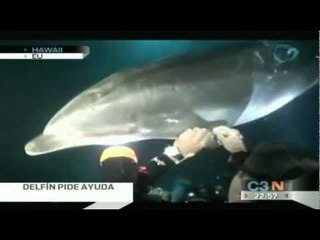 Un Delfín herido pide ayuda a buzo