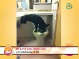 Perro hace del baño en WC y baja la palanca del inodoro / videos sorprendentes / videos divertidos