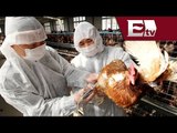 Descubrimiento de nueva cepa de gripe aviar pone en alerta a China/ Global Paola Barquet