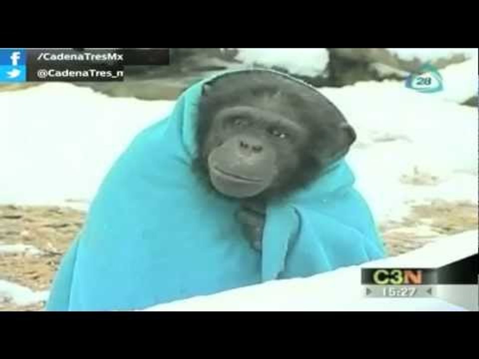 Chimpances se abrigan para soportar el frío