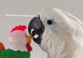 Harley the Cockatoo is Not Impressed by Noisy Toy Rooster
