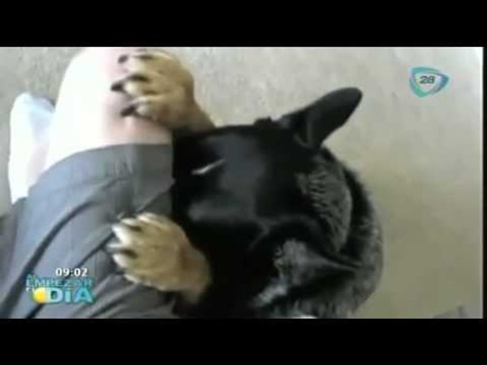 Perritos oran por su comida