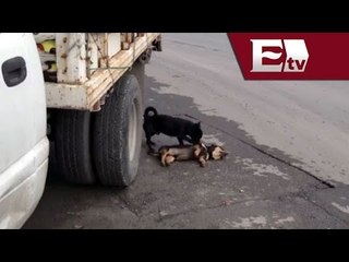 Perro intenta revivir a su amigo tras ser atropellado  / Andrea Newman