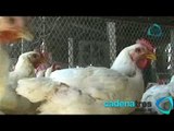Gripe aviar afecta a más de un millón de aves en Guanajuato. Cadenatres Noticias