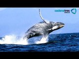 Avistamiento de ballenas en San Ignacio