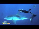 Modelo Hawaiana nada con tiburones blancos