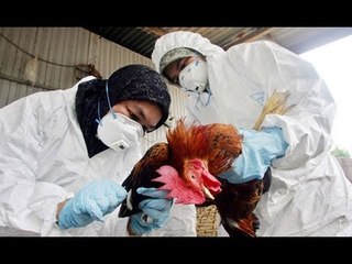 Se propaga gripe aviar