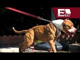 Jóvenes usan a pitbull para matar a un perro callejero en Hidalgo / Vianey Esquinca