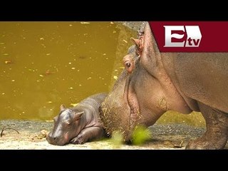 Buscan nombre para el hipopótamo recién nacido en Chapultepec/ Comunidad Yazmin Jalil