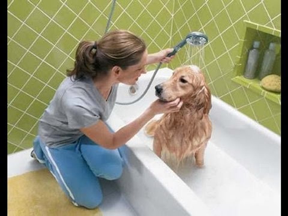 Cómo educar a las mascotas en casa