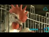 Se extiende gripe aviar a Jalisco; ya suman 38 granjas infectadas
