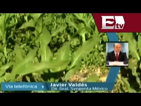 Entrevista con Javier Valdés, Director Syngenta México / Dinero