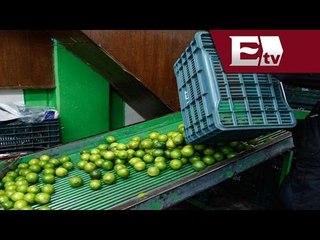 Delincuencia organizada culpable del aumento al precio del limón: Conacca / Vianey Esquinca