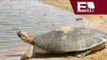 Posible embargo pesquero por captura incidental de tortugas amarillas. México/Excélsior en la Media