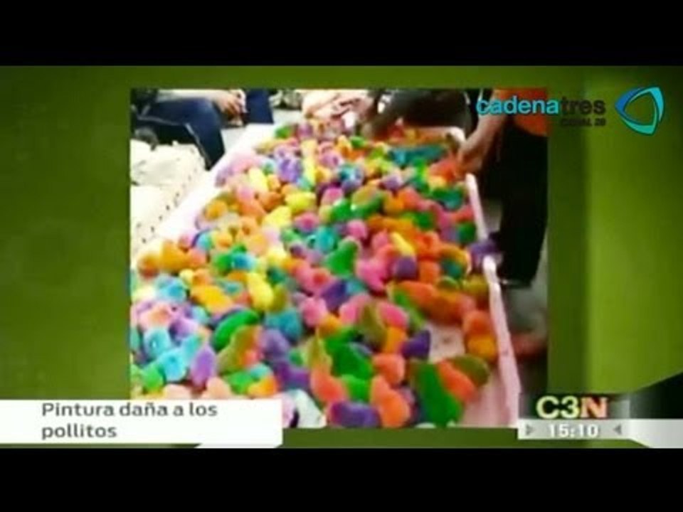 Mexico vende pollitos de colores
