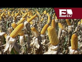 Industria del maíz sufre extorsiones en México / Excélsior informa