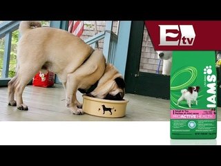 Procter & Gamble vende negocio de comida animal por 2 mil 900 mdd/ Dinero Rodrigo Pacheco