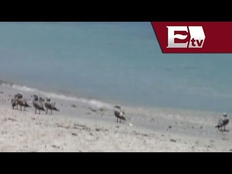 Impiden acceso a playas de Baja California Sur sin razón aparente / Titulares con Vianey Esquinca