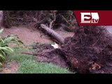 Ráfagas de viento provocan caída de 16 árboles / Paola Virrueta