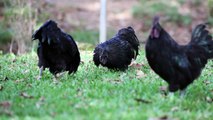 Ayam Cemani Rooster Fight