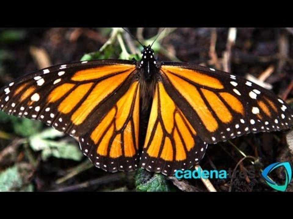 Tala ilegal de bosques amenaza la seguridad de la mariposa monarca