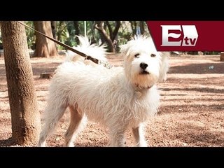 Prohibirán la venta de animales en mercados del DF  / Comunidad