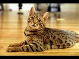 Gatos bengal, una especie diferente  // Animales exóticos